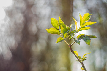 unfocused background image of nature ,soft effect of analog lens