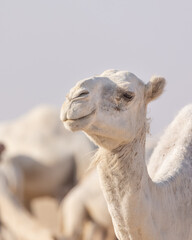 Camels In the Kuwait Desert