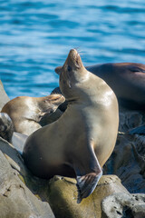Portrait of a sea lion in La Jolla cove, San Diego, California