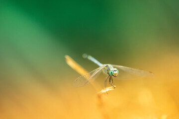 dragonfly on a leaf