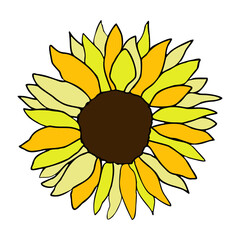 Sunflower head flower hand drawn for design, isolate on white background