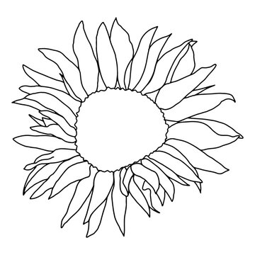 Sunflower head flower line art black ink