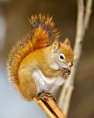 Squirrel Photo and Image. Sitting on a tree twig with praying hands with a blur background displaying bushy tail, in its environment and habitat surrounding.