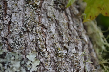 Textura de corteza de árbol otoñal
