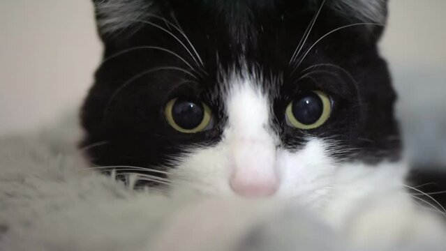 Close view of a playing cat with black and white fur at home. Looking into the camera