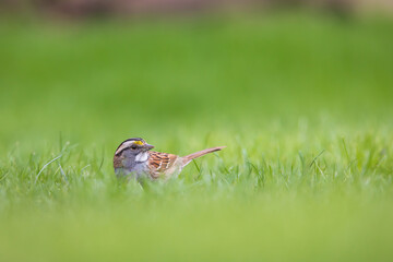 White-throated sparrow in the grass