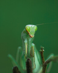 green praying mantis