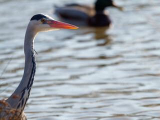 Graureiher, Ardea cinerea
