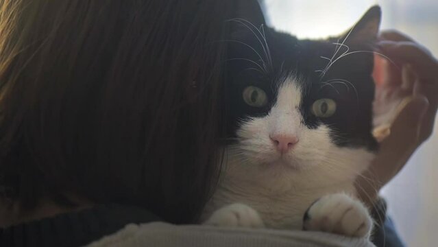 Close view of a woman petting cat with black and white fur at home. Cat looking into the camera. Slow motion