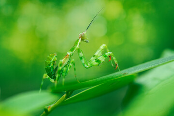 green praying mantis