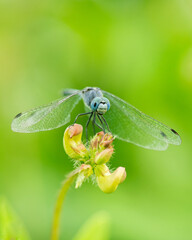 dragonfly on a green leaf