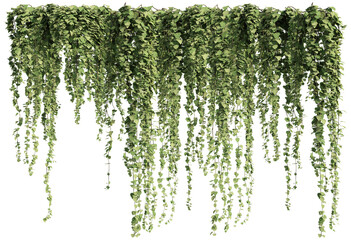 ivy plants isolated on transparent background, 3d rendering	
 - obrazy, fototapety, plakaty