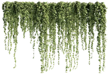 Foto op Canvas ivy plants isolated on transparent background, 3d rendering   © ANDRIBENKY