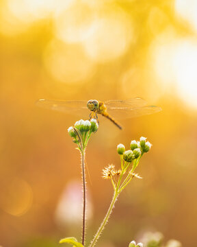 dragonfly on a flower