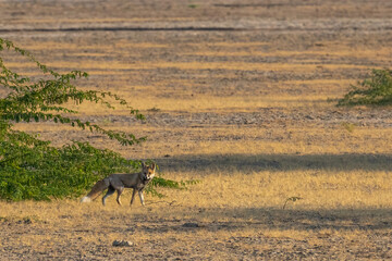 A Desert Fox