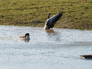 Graugans, Anser anser