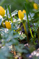 Winterling,  Eranthis hyemalis