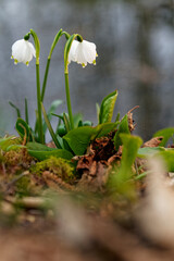 Märzenbecher, Frühlings-Knotenblume, Leucojum vernum im Auwald