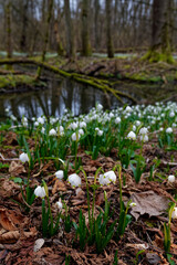 Märzenbecher, Frühlings-Knotenblume, Leucojum vernum im Auwald
