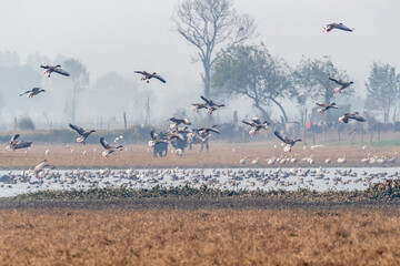 A flock of greylag goose landing