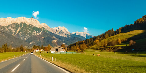 Alpine autumn or indian summer view with cows and a stable near Saalfelden am Steinernen Meer, Salzburg, Austria