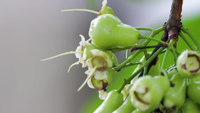 Small watery rose apple fruit plant swaying in the wind