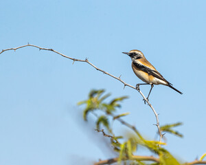 A Wheatear resting