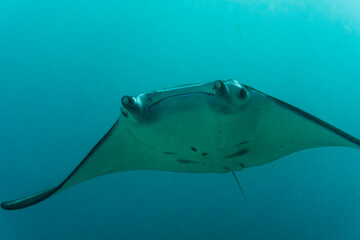 Manta Ray: The Reef Manta Ray (Mobula alfredi) is one of the largest and most iconic marine species. Because Reef Manta Rays frequent relatively shallow waters along the coastal reefs of continents an © Daniele