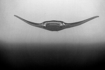 Manta Ray: The Reef Manta Ray (Mobula alfredi) is one of the largest and most iconic marine species. Because Reef Manta Rays frequent relatively shallow waters along the coastal reefs of continents an © Daniele