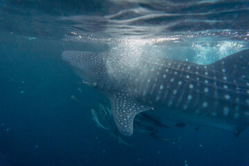 The whale shark (Rhincodon typus) is a slow-moving, filter-feeding carpet shark and the largest...
