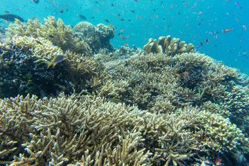 Naklejka na ściany i meble Indonesia travelling and the underwater world. Coral reef, sea turtle, barracuda and more