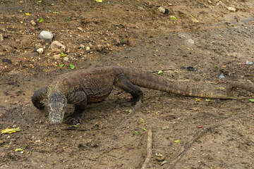 The Komodo dragon 