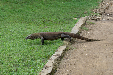 The Komodo dragon 