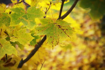 Beautiful autumn landscape with yellow trees and sun. Colorful foliage in the park. Falling leaves natural background