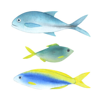 A set of sea fish painted in watercolor. Isolated illustration on a white background.