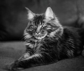 Fototapeta na wymiar portrait of a Maine Coon cat on a dark background