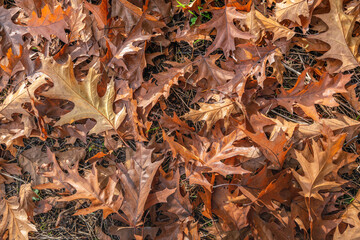 Fallen and discolored oak tree leaves in the early morning sun. The photo was taken on a sunny day in the autumn season.