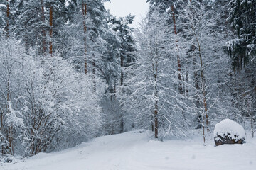 winter landscape in latvia snowy forest