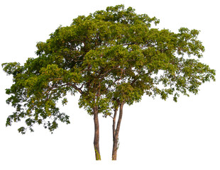 PNG tree transparent background, hight qaulity real tree soft light shooting  