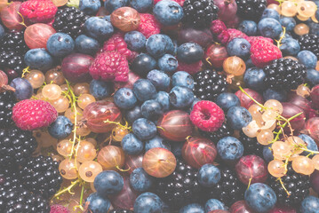 Gooseberries, blueberries, mulberry, raspberries, white and red currants.