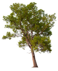 PNG tree transparent background, hight qaulity real tree soft light shooting  