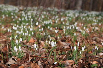 A carpet of snowdrops with white flowers on the fallen leaves background