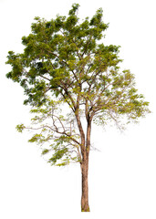 Obraz premium PNG tree transparent background, hight qaulity real tree soft light shooting 