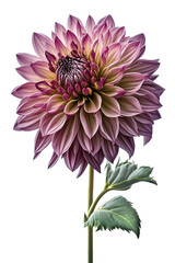 an isolated deep purple plum-colored Dalia flower photo, spring, transparent background, png, generative ai
