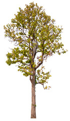 Obraz premium PNG tree transparent background, hight qaulity real tree soft light shooting 