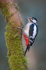 Great spotted woodpecker bird Dendrocopos major vertical shot