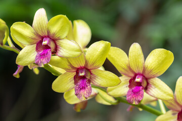 Dendrobium orchid flower bloom in spring decoration the beauty of nature, A rare wild orchid decorated in tropical garden