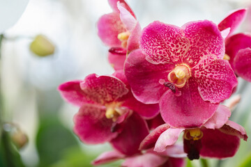 Vanda orchid flower bloom in spring decoration the beauty of nature, A rare wild orchid decorated in tropical garden