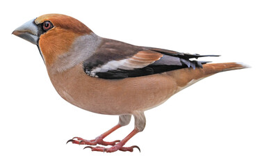 Male of Hawfinch (Coccothraustes coccothraustes), PNG, isolated on transparent background