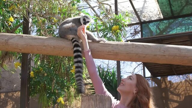 Woman feeding a ring-tailed lemur with a long beautiful tail.